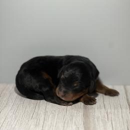 Bernedoodle Puppies from East Coast Bernedoodles