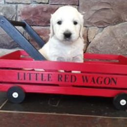 Goldendoodle Puppies from SuperDog Doodles