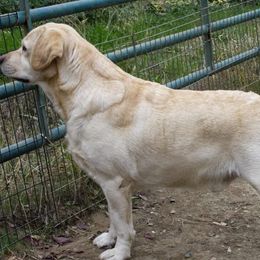 Labrador Retrievers from Desert Haven lab