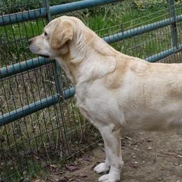 Labrador Retrievers from Desert Haven lab