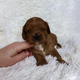 Rolo - Apricot male Cavapoo puppy in Reeds Spring, Missouri from As Good As Goldendoodles and more