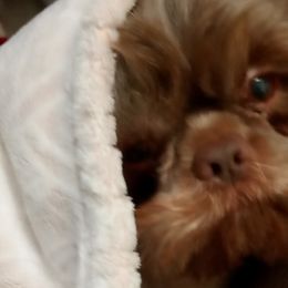 Shih Tzus from Jennifer Gilpatrick