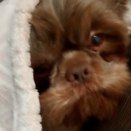 Shih Tzus from Jennifer Gilpatrick
