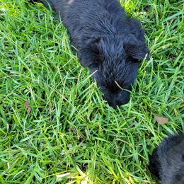 Brock - Black brindle male Scottish Terrier puppy in Pineview, Georgia from Carsten's Scottish Terriers