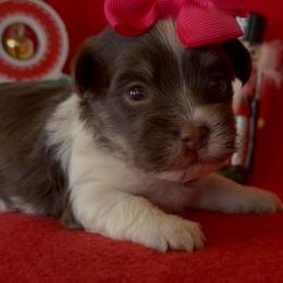 Tulsi - AKC - Chocolate female Havanese puppy in Verden, Oklahoma from Holcombs Puppy Ranch