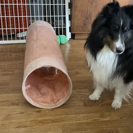 Belle - Shetland Sheepdog