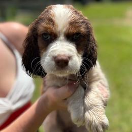 Nova - Orange and white female English Springer Spaniel puppy in Williston, Florida from Bizzy Farms English Springer Spaniels