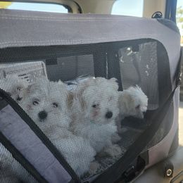 Maltese Puppies from Arizona Maltese Gems