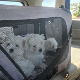 Maltese Puppies from Arizona Maltese Gems