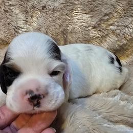 Lieutenant - Black white and tan male Cocker Spaniel puppy in Florence, South Carolina from Reddick's American Cocker Spaniels