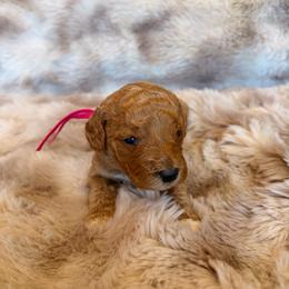 Hot Pink Collar - Red  female Goldendoodle puppy in Winfield, Alabama from Rose Lane Doodles