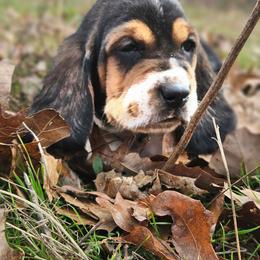 Squeeks - Brown black and white male Basset Hound puppy in Fort Leonard Wood, Missouri from Ozark Hounds