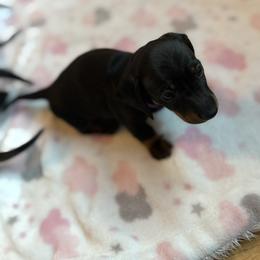 Girl 2 - Black and tan female Dachshund puppy in Glendale, Arizona from R & M Dachshunds