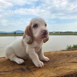 Brutus - Lemon and white male Basset Hound puppy in Denison, Texas from Emma Lou's Baby Bassets