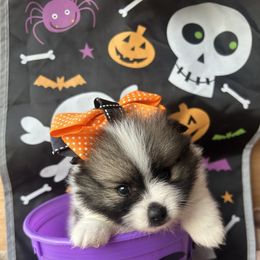 Pomeranian Puppies from Perez Pomeranians