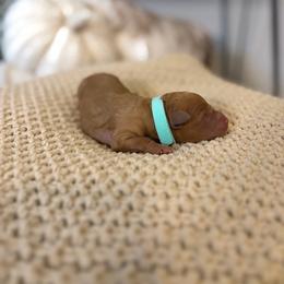 Merry (aqua collar) - Red  female Goldendoodle puppy in Easley, South Carolina from Pawmetto Goldendoodles