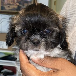Shih Tzus from JND Puppies