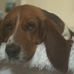 BUDDY - Basset Hound