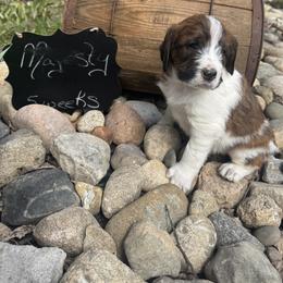 Majesty - Mahogany and white female Saint Berdoodle puppy in Traverse City, Michigan from Bare Paws Saint Berdoodles