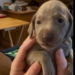 Purple - Silver gray female Weimaraner puppy in Aitkin, Minnesota from Whispering’s GunDogs