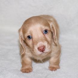 Ryder - Cream male Dachshund puppy in Coldwater, Mississippi from Mississippi Shorties Miniature Dachshunds