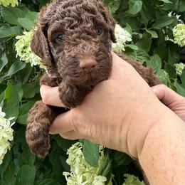Abigail Adams - Brown female Poodle puppy in Fairfield, North Carolina from Leaning T Ranch