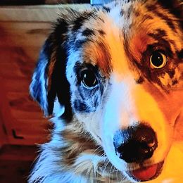Miso - Australian Shepherd