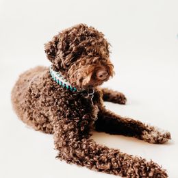 Sophie - Lagotto Romagnolo