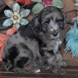 Yankee BMM darkest - Blue merle male Aussiedoodle puppy in Lawton, Oklahoma from Lindsey’s Aussies