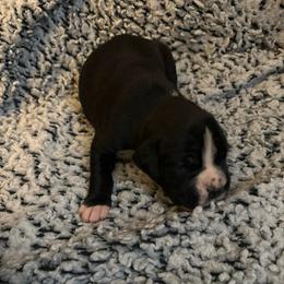 Boy 2 - White male Boxer puppy in Lakeland, Florida from Cote's Boxers