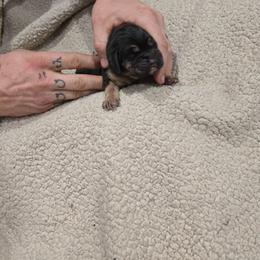 Teal Boy - Black and tan male Bloodhound puppy in Gillette, Wyoming from Whispering Winds Homestead 307