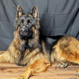 Boa - German Shepherd