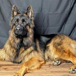 Boa - German Shepherd