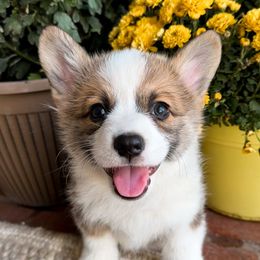 Girl 4 - Pembroke Welsh Corgi puppy in Springville, California from Campbell Creek Corgis