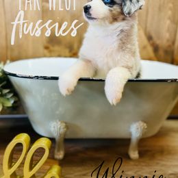 Australian Shepherd Puppies from Far West Aussies