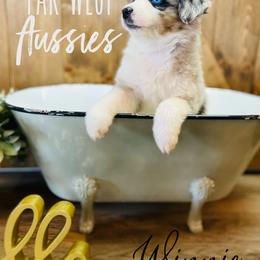 Australian Shepherd Puppies from Far West Aussies