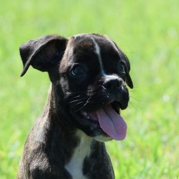 Lily - Brindle female Boxer puppy in Humboldt, Nebraska from Keims Royal Boxers