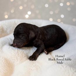 Hansel - Sable male Poodle puppy in Ellenburg Center, New York from Kristin's Puppies