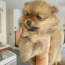 Jolene - Orange sable female Pomeranian puppy in Saint Charles, Missouri from Bisous Pomeranians & Heartland Sh