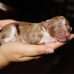 Veruca - Chocolate merle female Bernedoodle puppy in Ohio from Moore Doodles