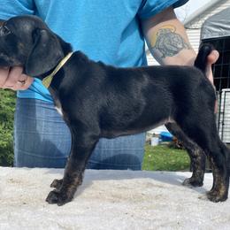 Mountain Cur Puppies from Walnut Ridge Mountain Curs
