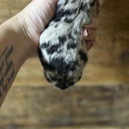 Toy Australian Shepherd puppies from Double R farms