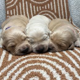Golden Retriever puppies from North Star Goldens