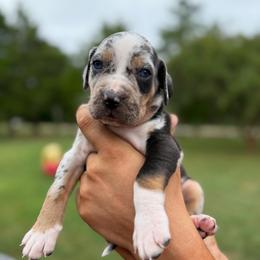 Hyssop - Blue merle male Catahoula Leopard Dog puppy in Danielsville, Georgia from Sheepcote Farm Catahoula’s
