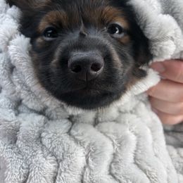 Dachshund and Siberian Husky Puppies from Carmen Coon's Dachshunds and Huskies