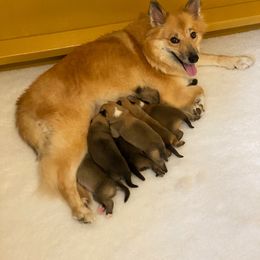 Icelandic Sheepdog Puppies from Paula Sanderson's Icelandic Sheepdogs