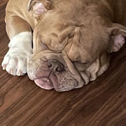 Bulldog All Grown Up from Momma Bear’s bulldogs