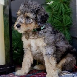 Goldendoodles and Sheepadoodles from Peak Pups