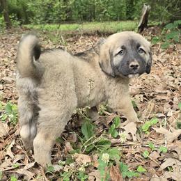 Boy 1- Green - Fawn male Anatolian Shepherd Dog puppy in La Grange, Georgia from Florida Anatolian Shepherds