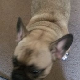 Bulldogs and French Bulldogs from Kingsman Bullies